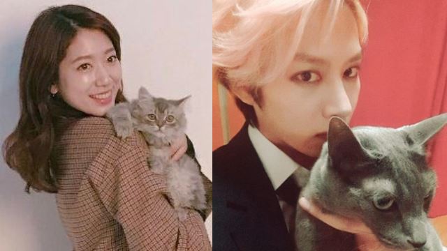 猫奴们记住了!盘点10个人类对猫的误解!
