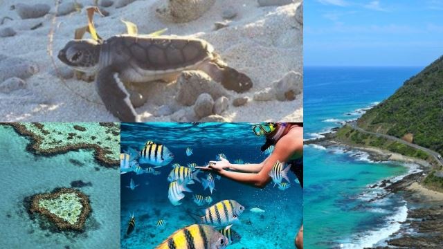 珊瑚天堂！在澳洲大堡礁必做的 8件事！