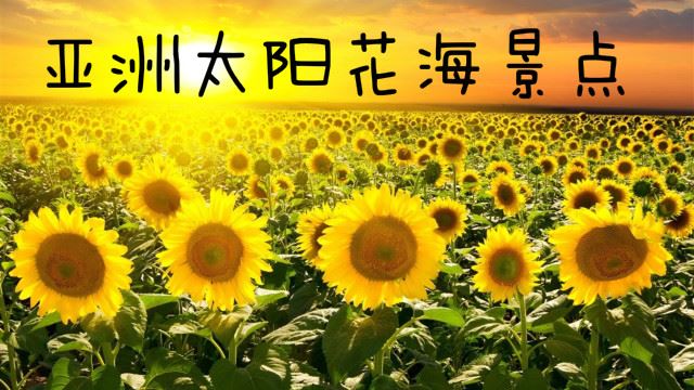 美到爆表！亚洲赏向日葵花海景点！