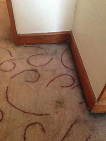 未必会清理!酒店房务员盘点7样最肮脏的酒店用品!