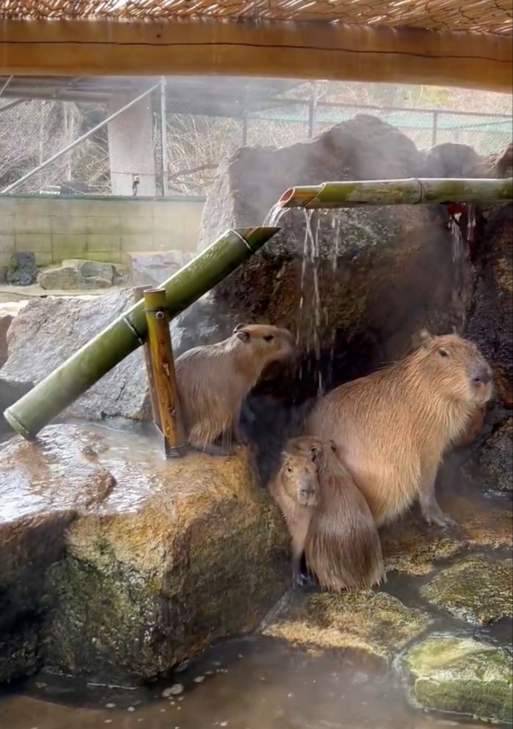 卡皮巴拉泡温泉被敲头❗蠢萌模样融化1600万人🤣