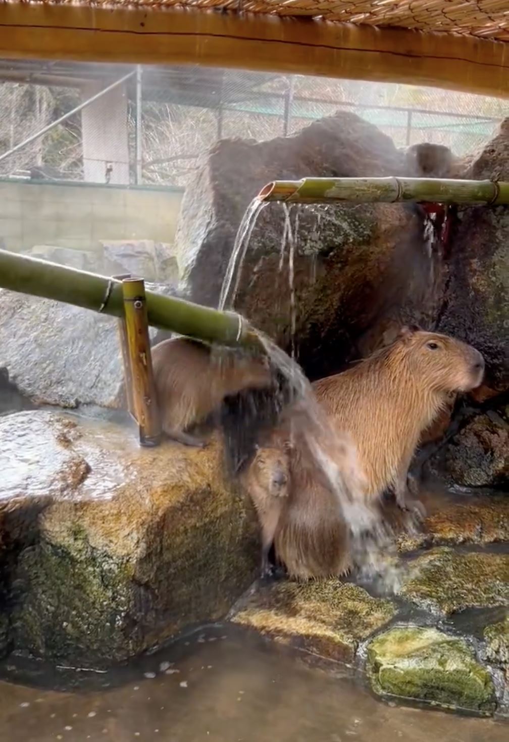 卡皮巴拉泡温泉被敲头❗蠢萌模样融化1600万人🤣