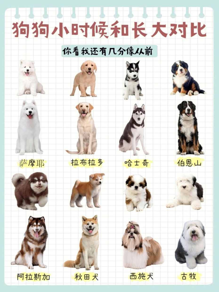 🐶「狗狗小时候vs长大后」❗️变更帅变更可爱