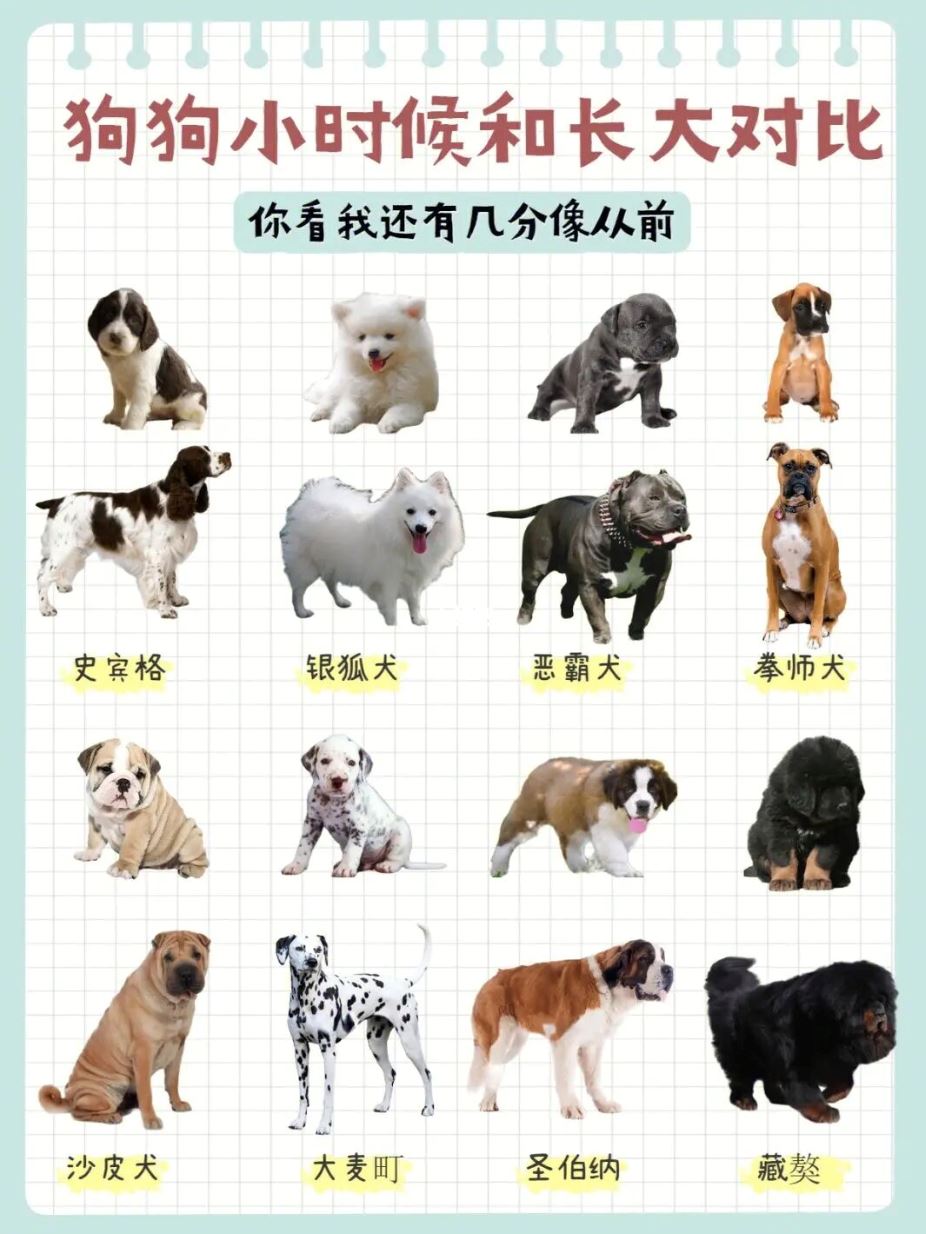 🐶「狗狗小时候vs长大后」❗️变更帅变更可爱