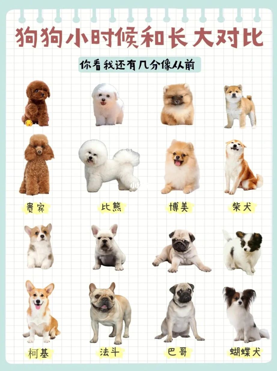 🐶「狗狗小时候vs长大后」❗️变更帅变更可爱