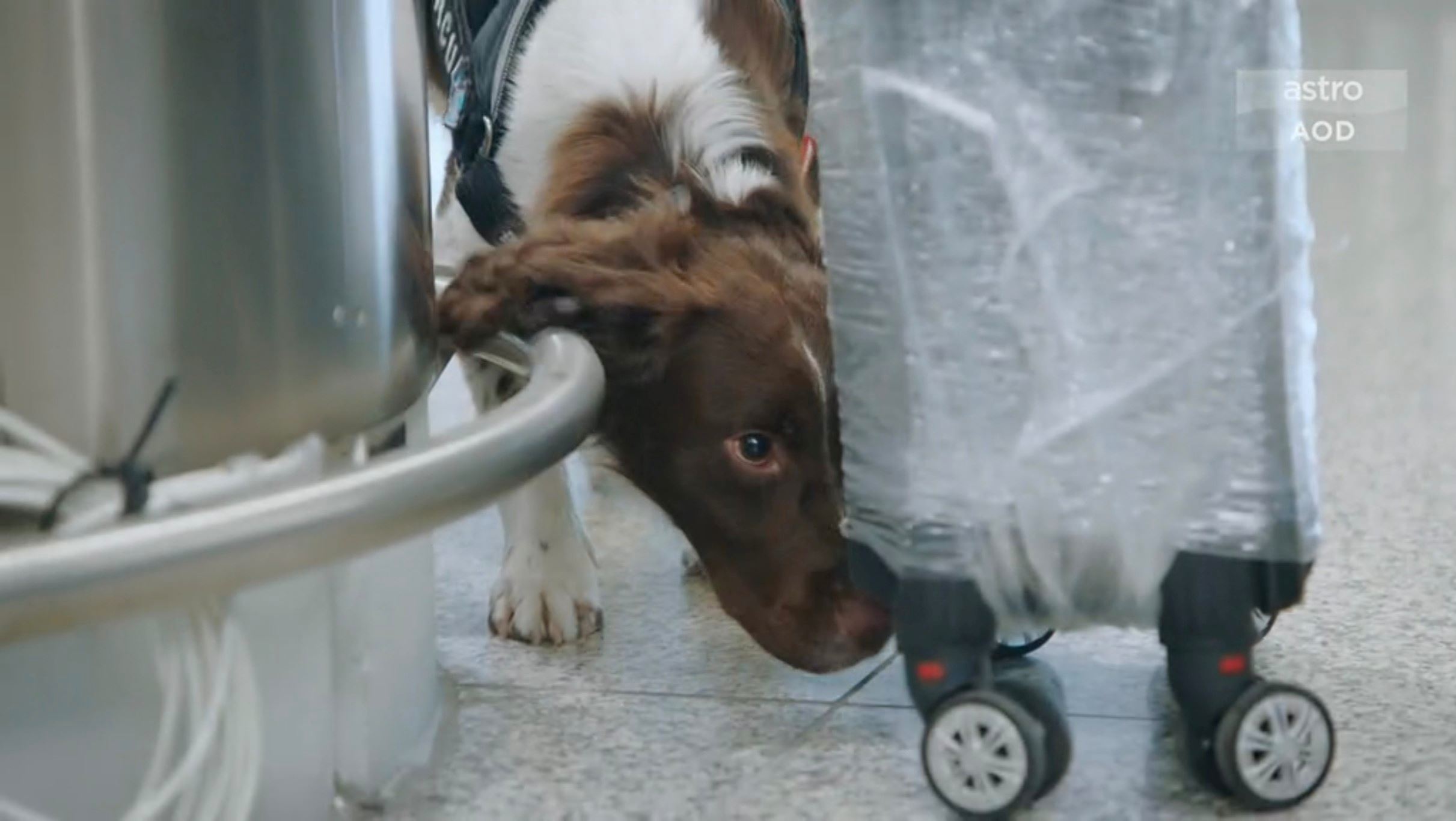 📺tvb《飞常日志》机场搜索犬🐶执行任务之余还担当亲善大使💕