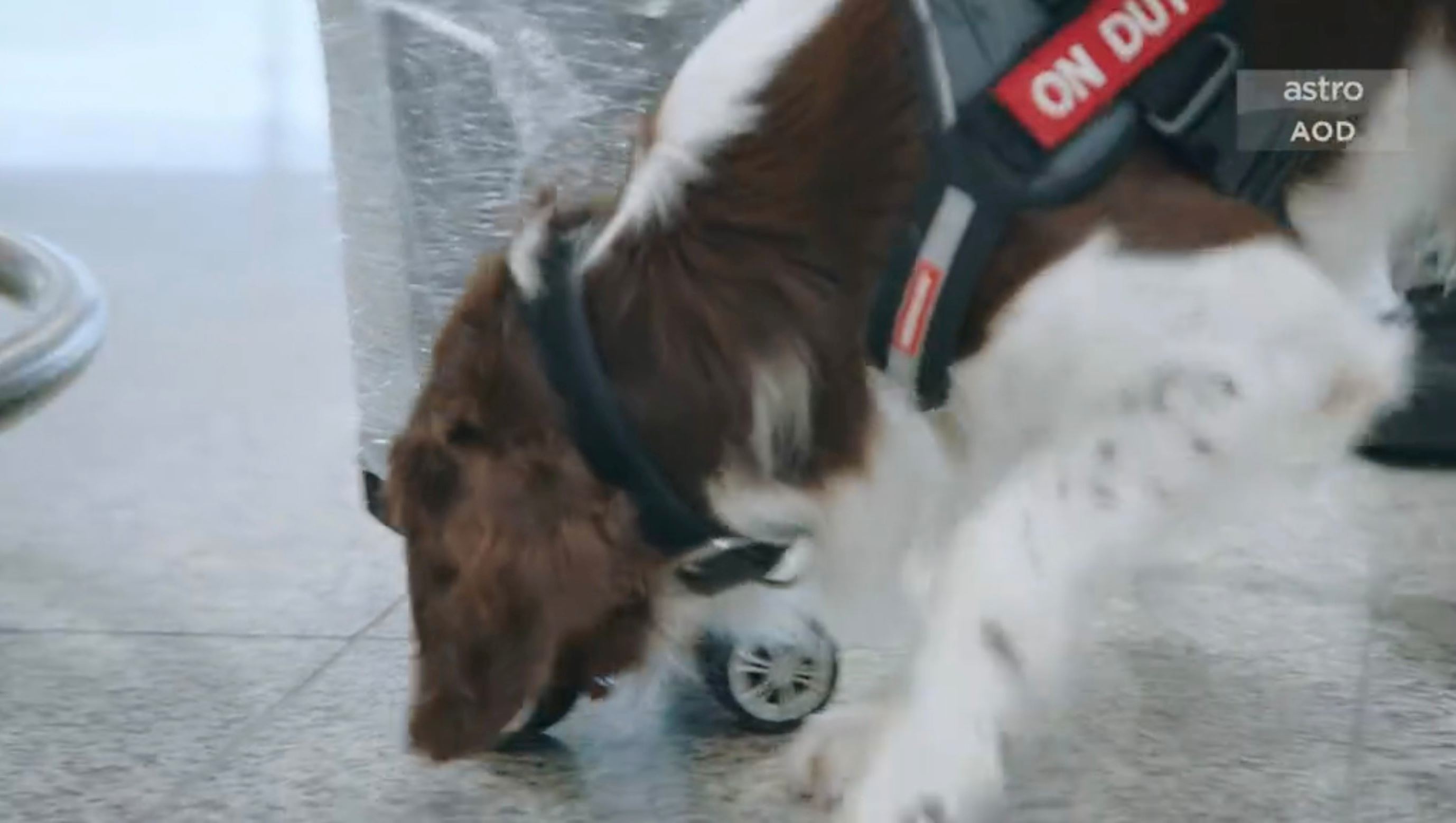 📺tvb《飞常日志》机场搜索犬🐶执行任务之余还担当亲善大使💕