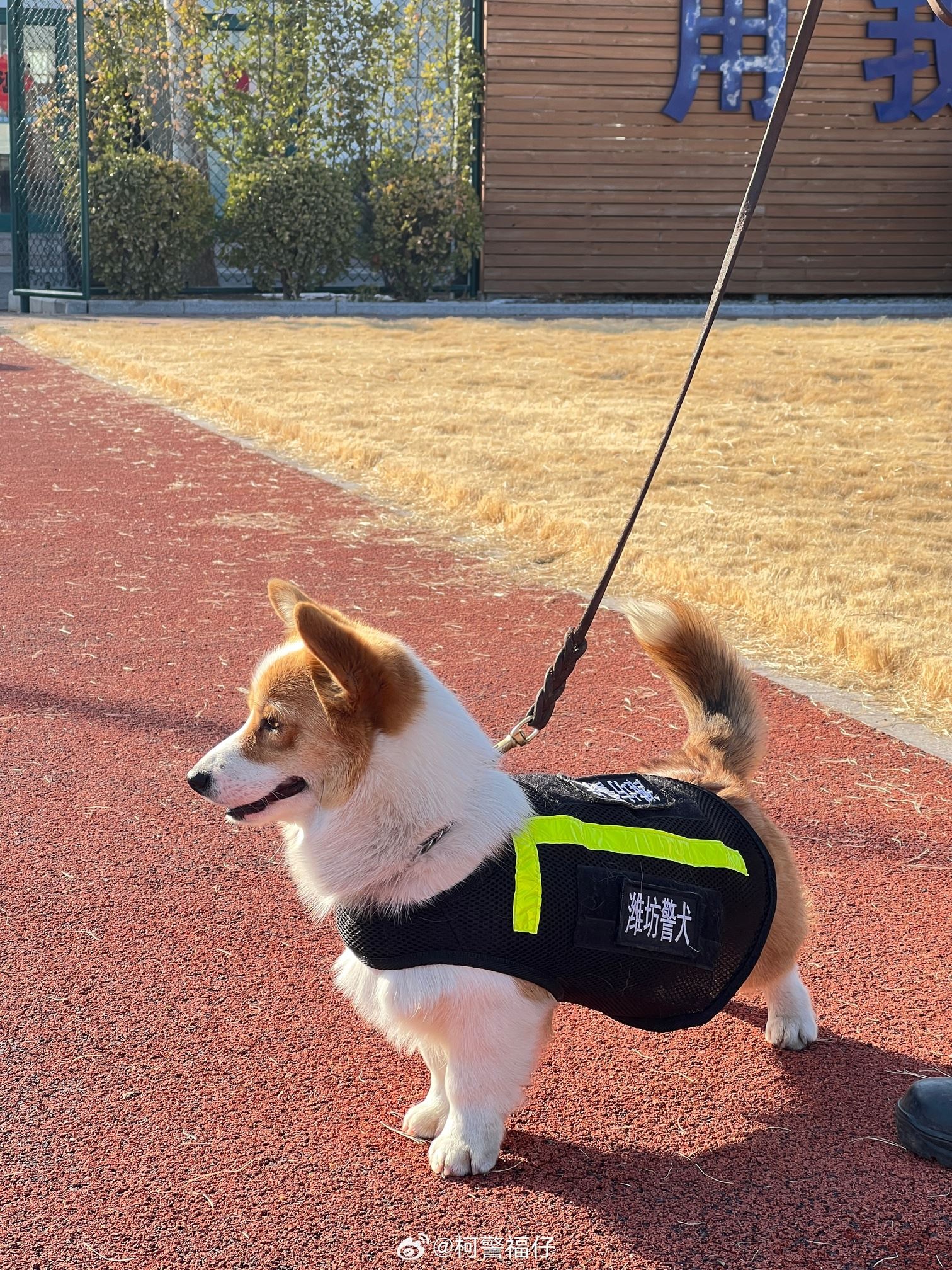 其实柯基也能当警犬🐶短腿让它在搜索狭窄空间时更有优势🔥