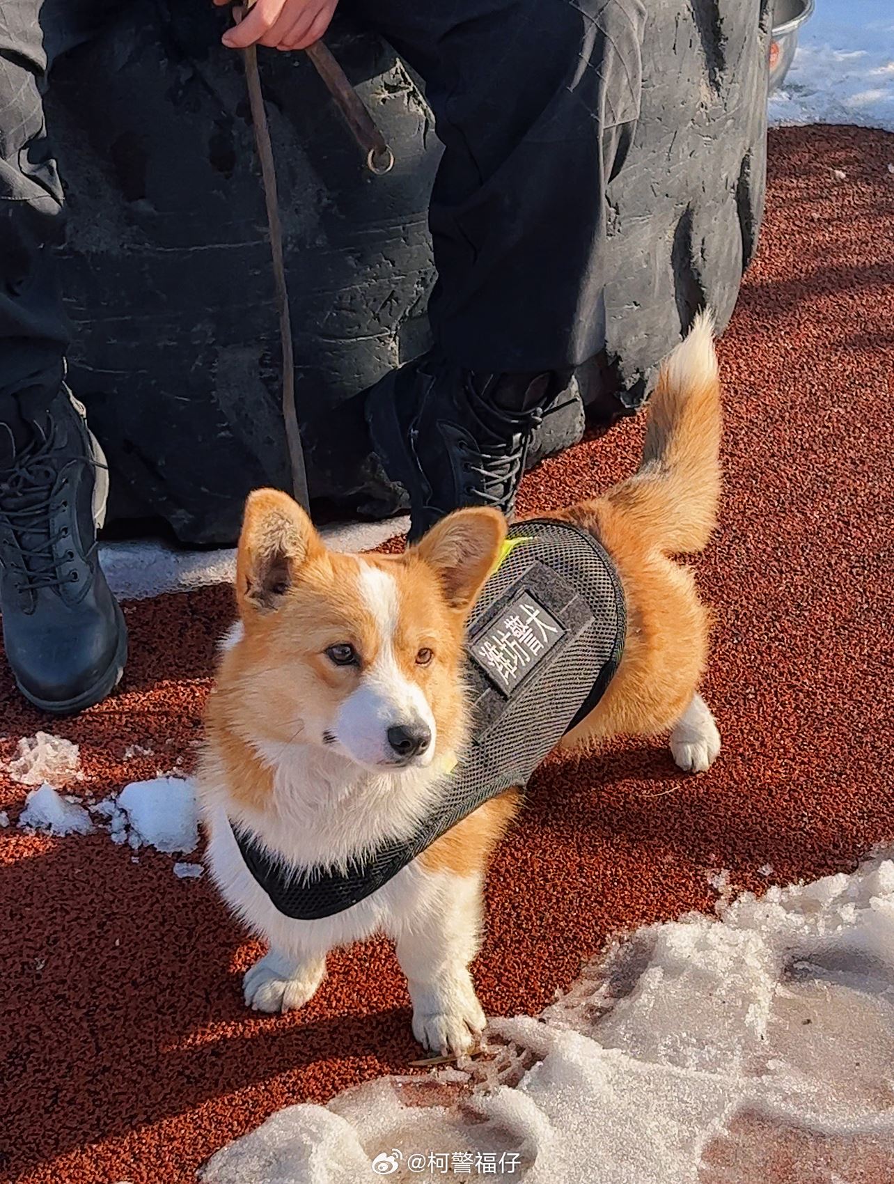 其实柯基也能当警犬🐶短腿让它在搜索狭窄空间时更有优势🔥