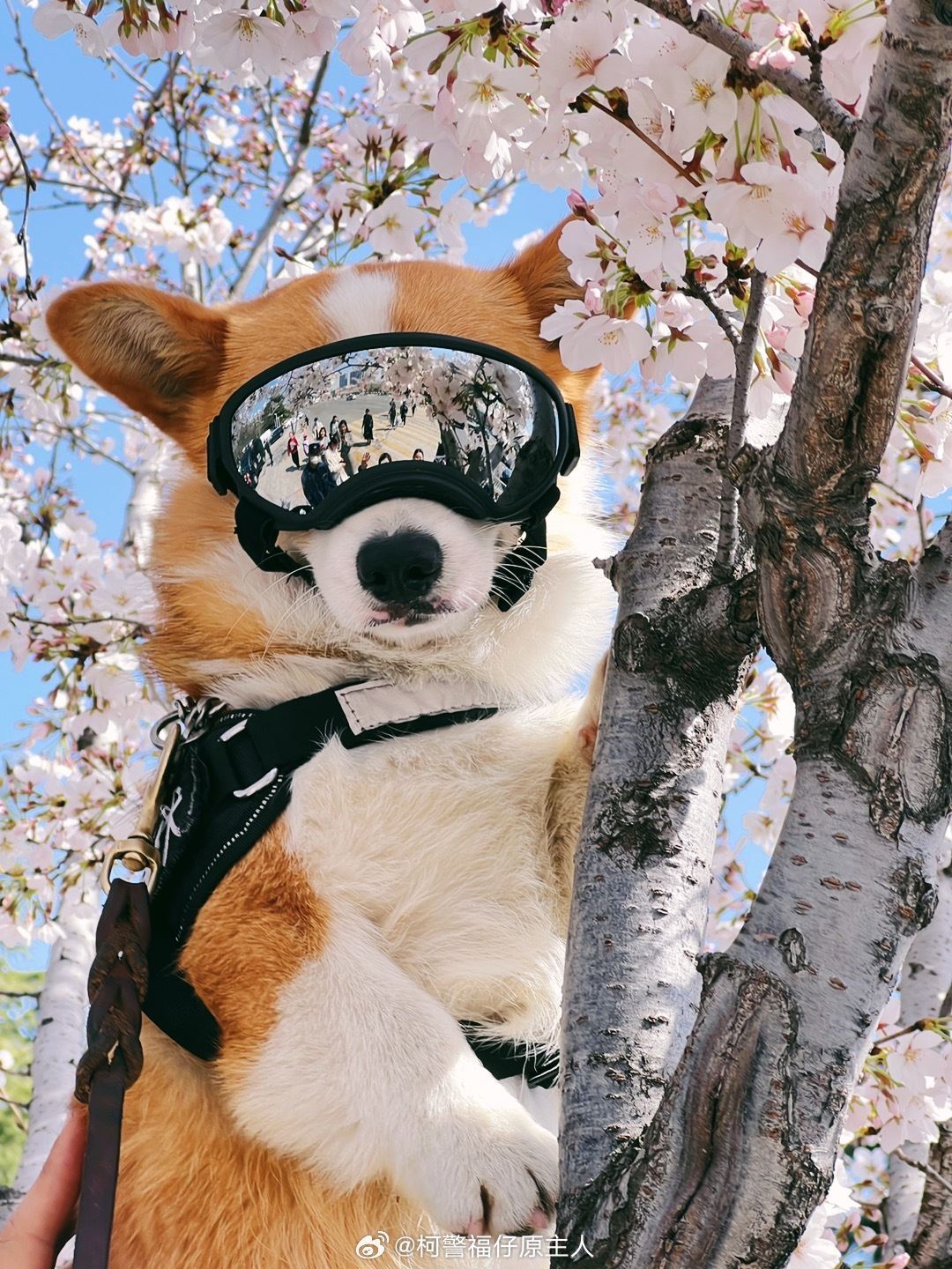 其实柯基也能当警犬🐶短腿让它在搜索狭窄空间时更有优势🔥