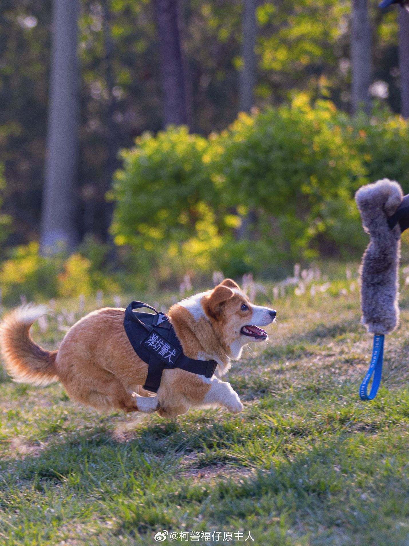 其实柯基也能当警犬🐶短腿让它在搜索狭窄空间时更有优势🔥