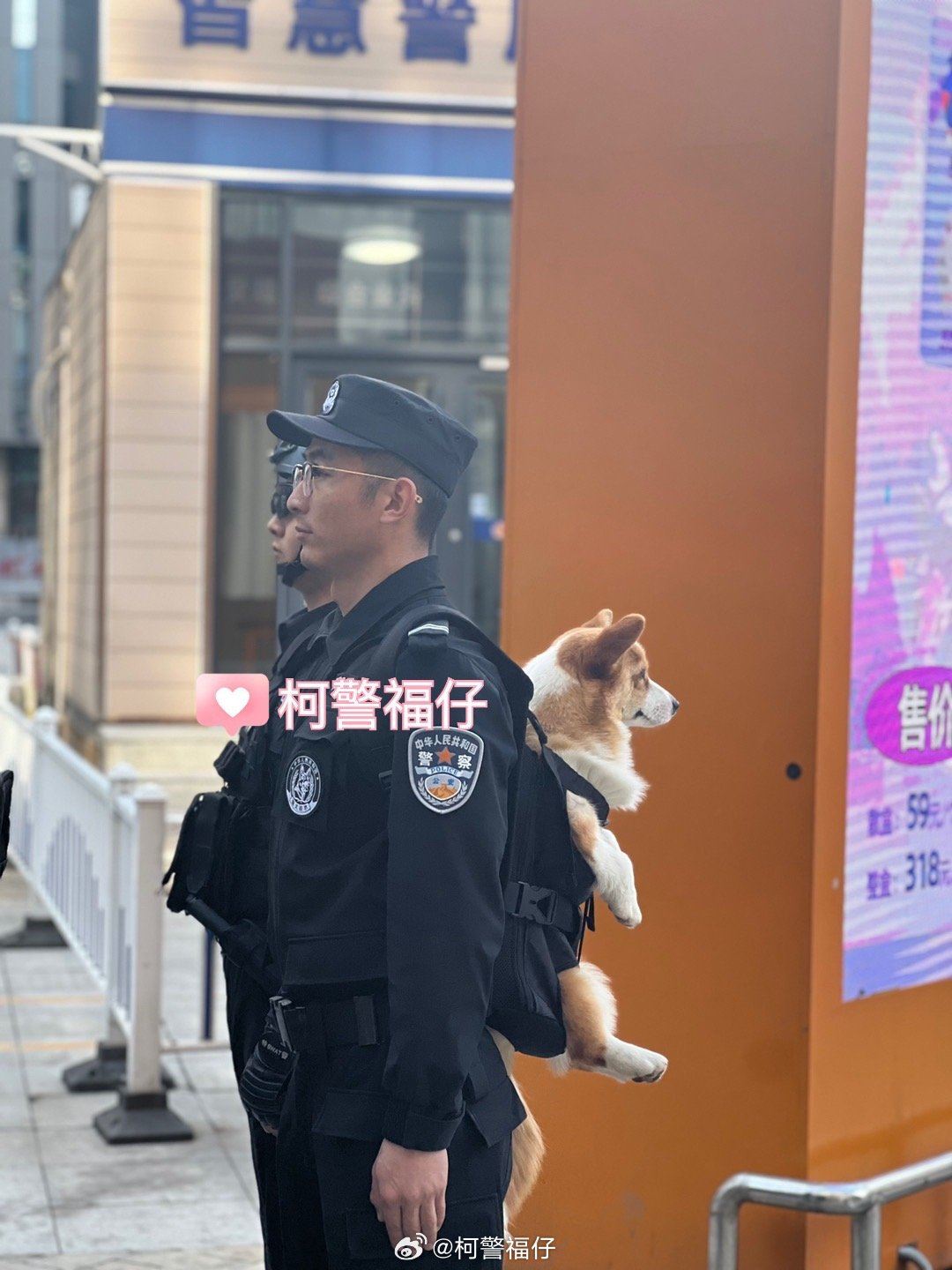 其实柯基也能当警犬🐶短腿让它在搜索狭窄空间时更有优势🔥