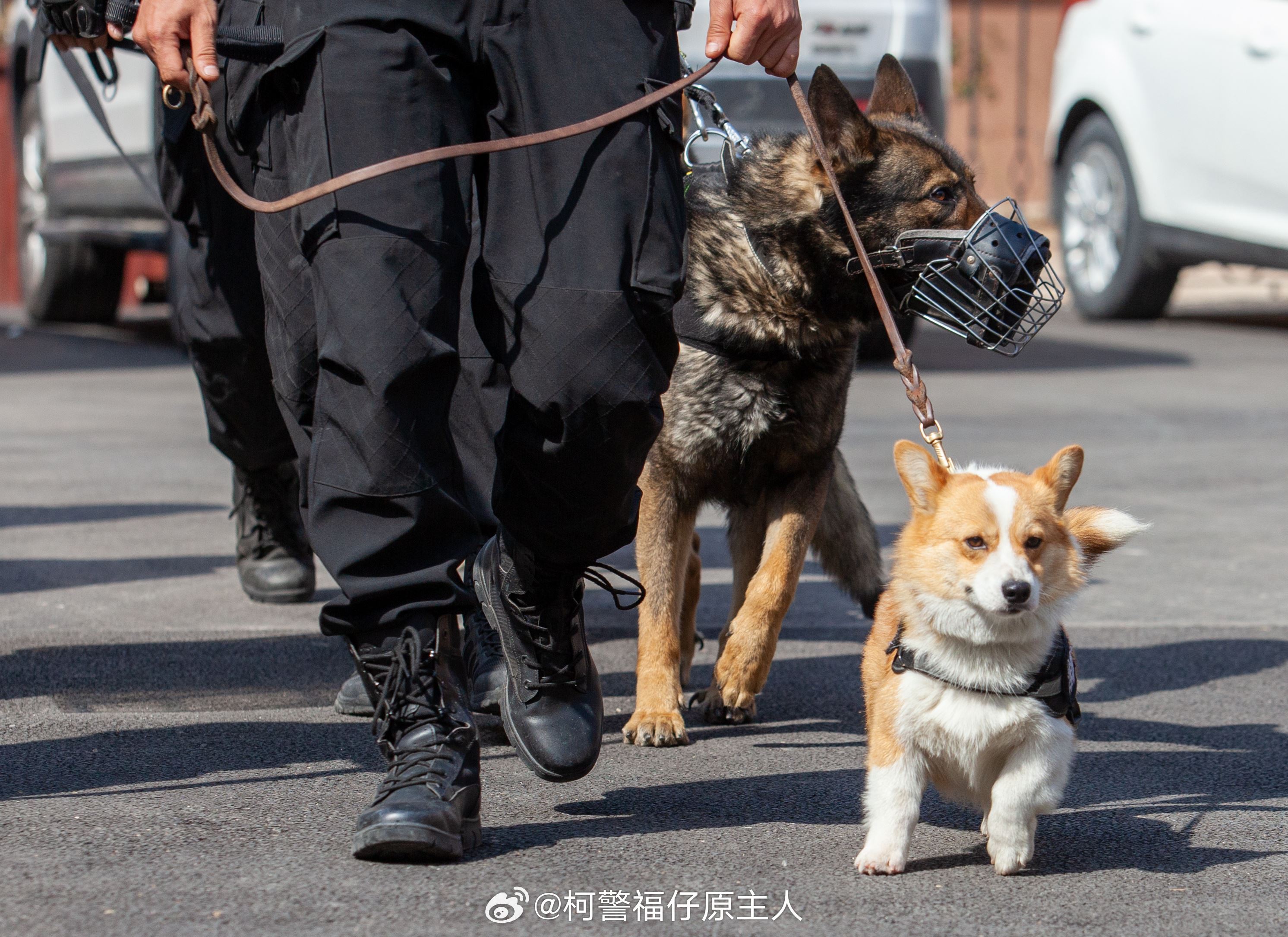 其实柯基也能当警犬🐶短腿让它在搜索狭窄空间时更有优势🔥