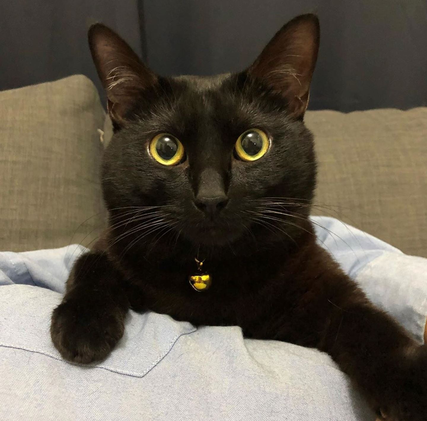 《金宵大厦》为什么coco姐梦到黑猫！原来真实意思是这样的