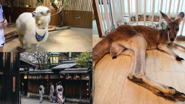 近距离喂食草泥马？天保山室内动物园让你玩！