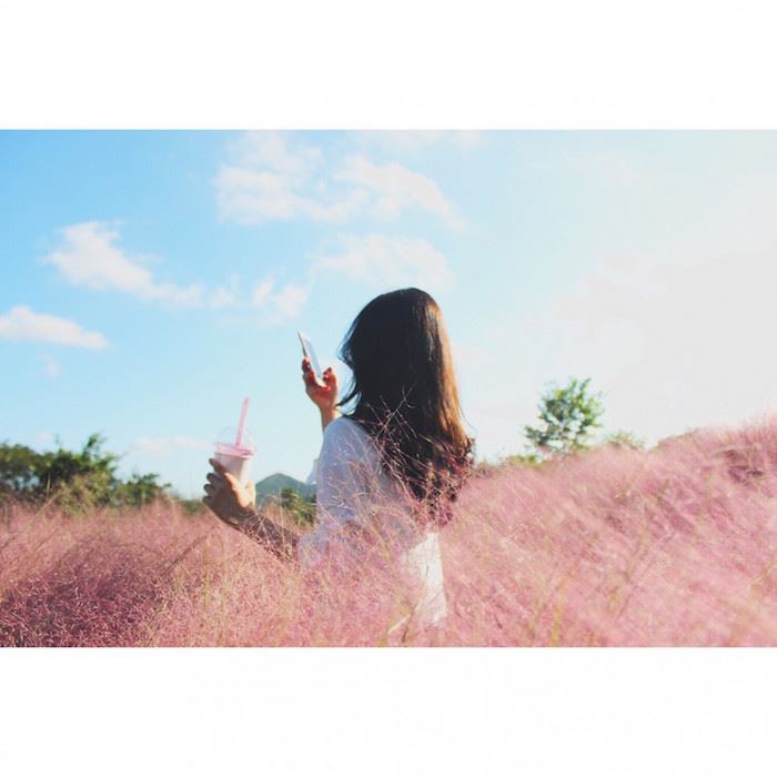 秋日少女心!济洲岛十月限定梦幻粉红芒草海