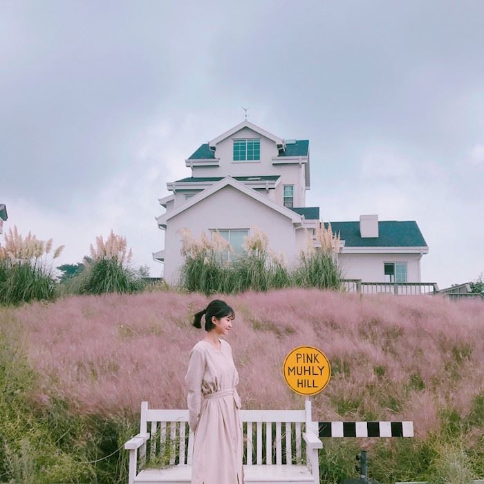 秋日少女心!济洲岛十月限定梦幻粉红芒草海