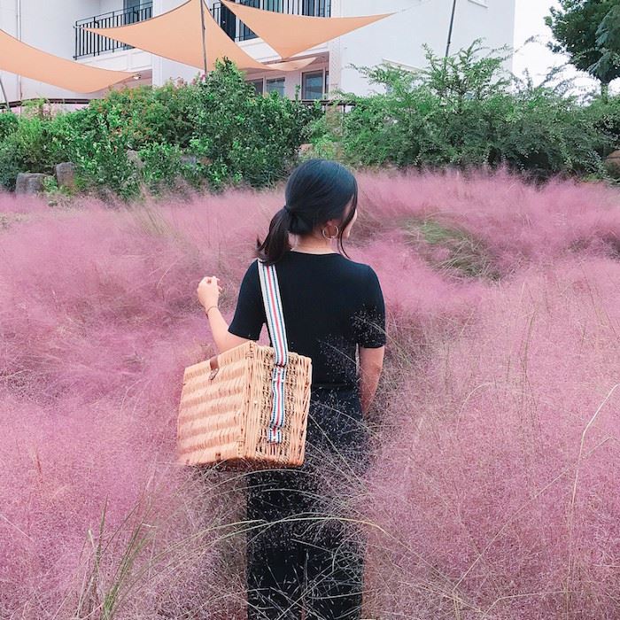 秋日少女心!济洲岛十月限定梦幻粉红芒草海