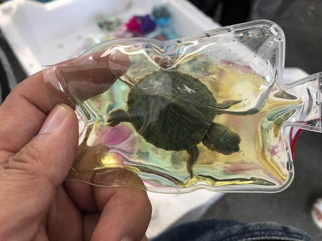 中国小贩竟把活鱼、活龟密封制成锁匙扣！网友怒骂：残忍
