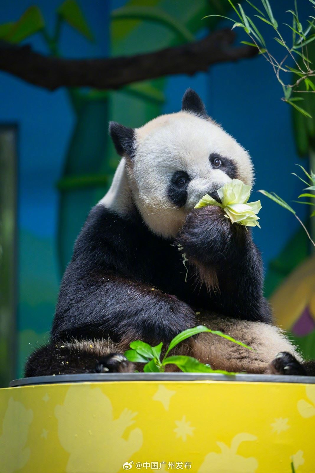 🌍全球唯一大熊猫三胞胎十岁啦❗获受两项世界纪录认证⚡️