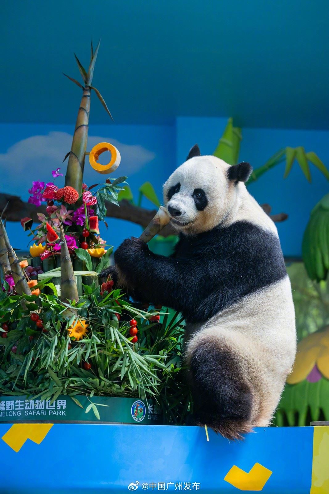 🌍全球唯一大熊猫三胞胎十岁啦❗获受两项世界纪录认证⚡️