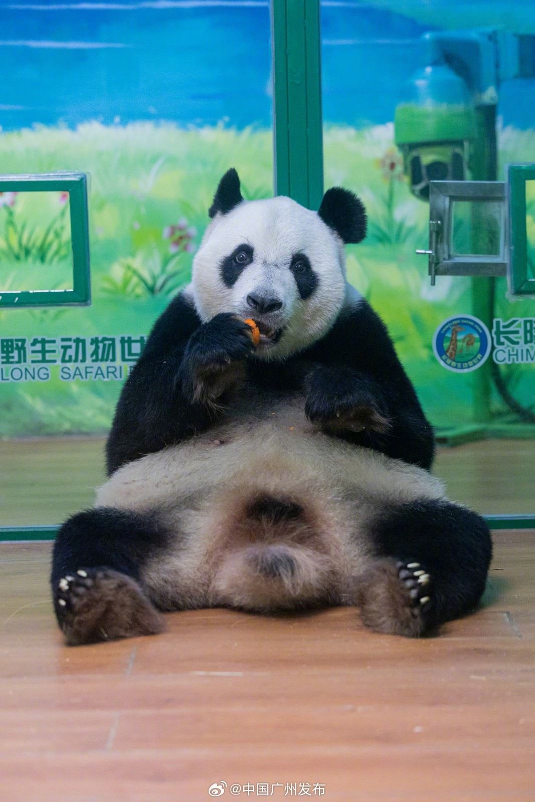 🌍全球唯一大熊猫三胞胎十岁啦❗获受两项世界纪录认证⚡️