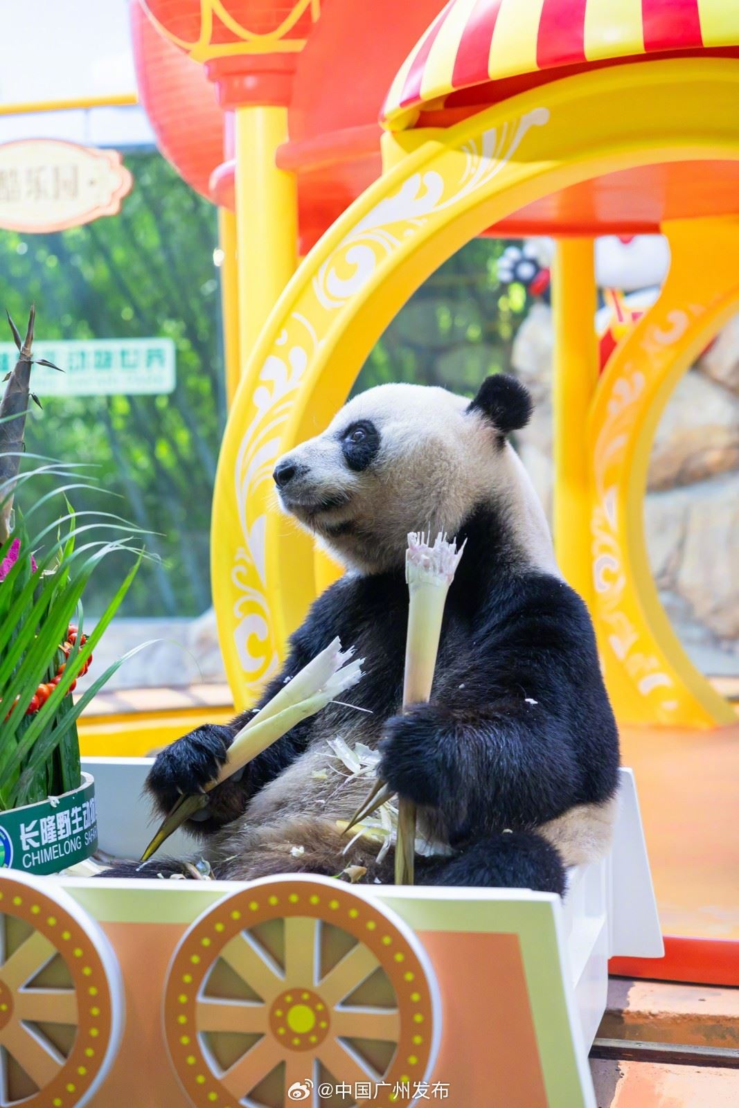 🌍全球唯一大熊猫三胞胎十岁啦❗获受两项世界纪录认证⚡️