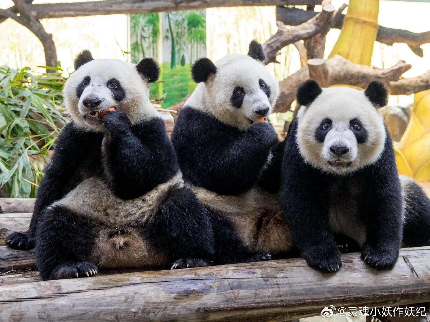 🌍全球唯一大熊猫三胞胎十岁啦❗获受两项世界纪录认证⚡️