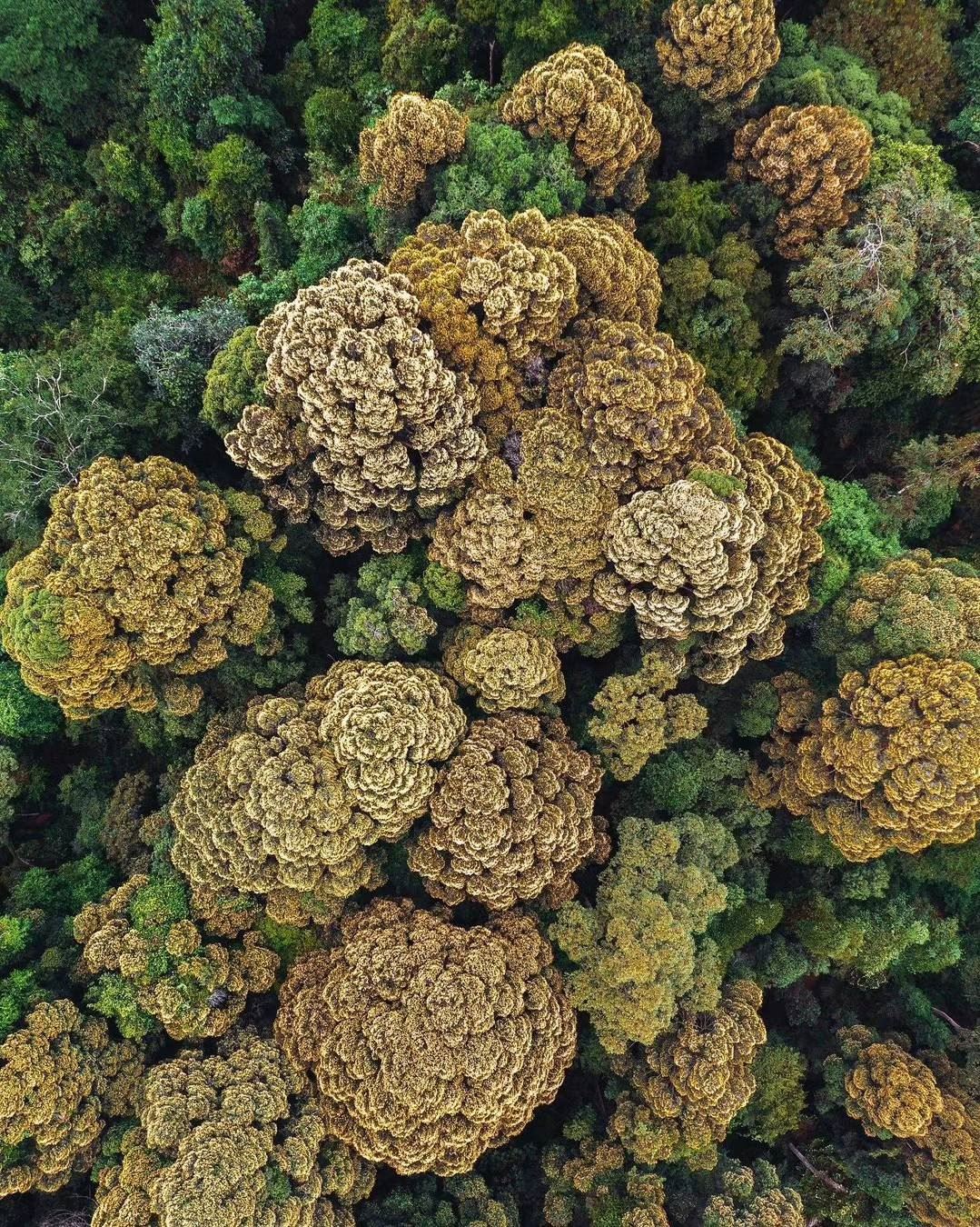 🥦花椰菜山丘令人赞叹❗属于rawang的独特美景🔥