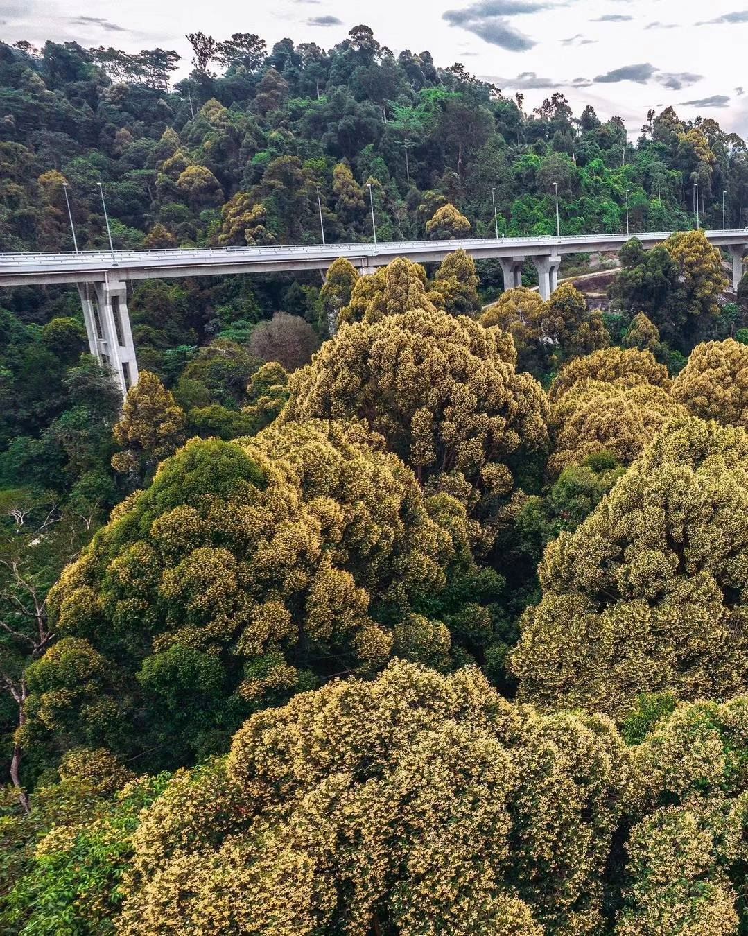 🥦花椰菜山丘令人赞叹❗属于rawang的独特美景🔥