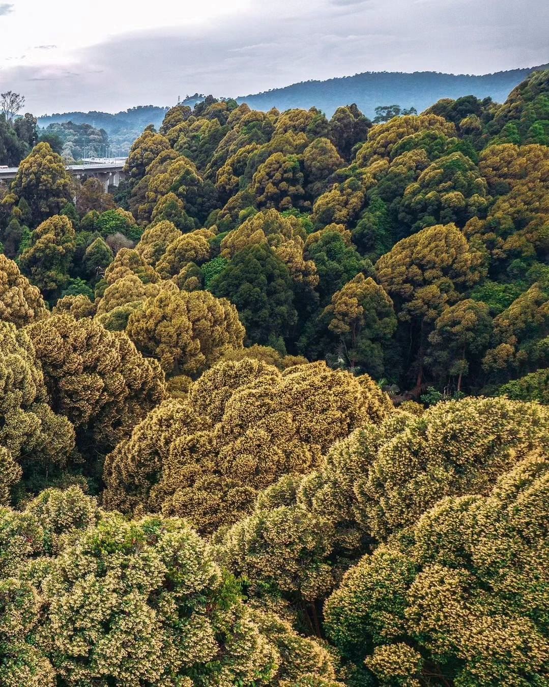 🥦花椰菜山丘令人赞叹❗属于rawang的独特美景🔥