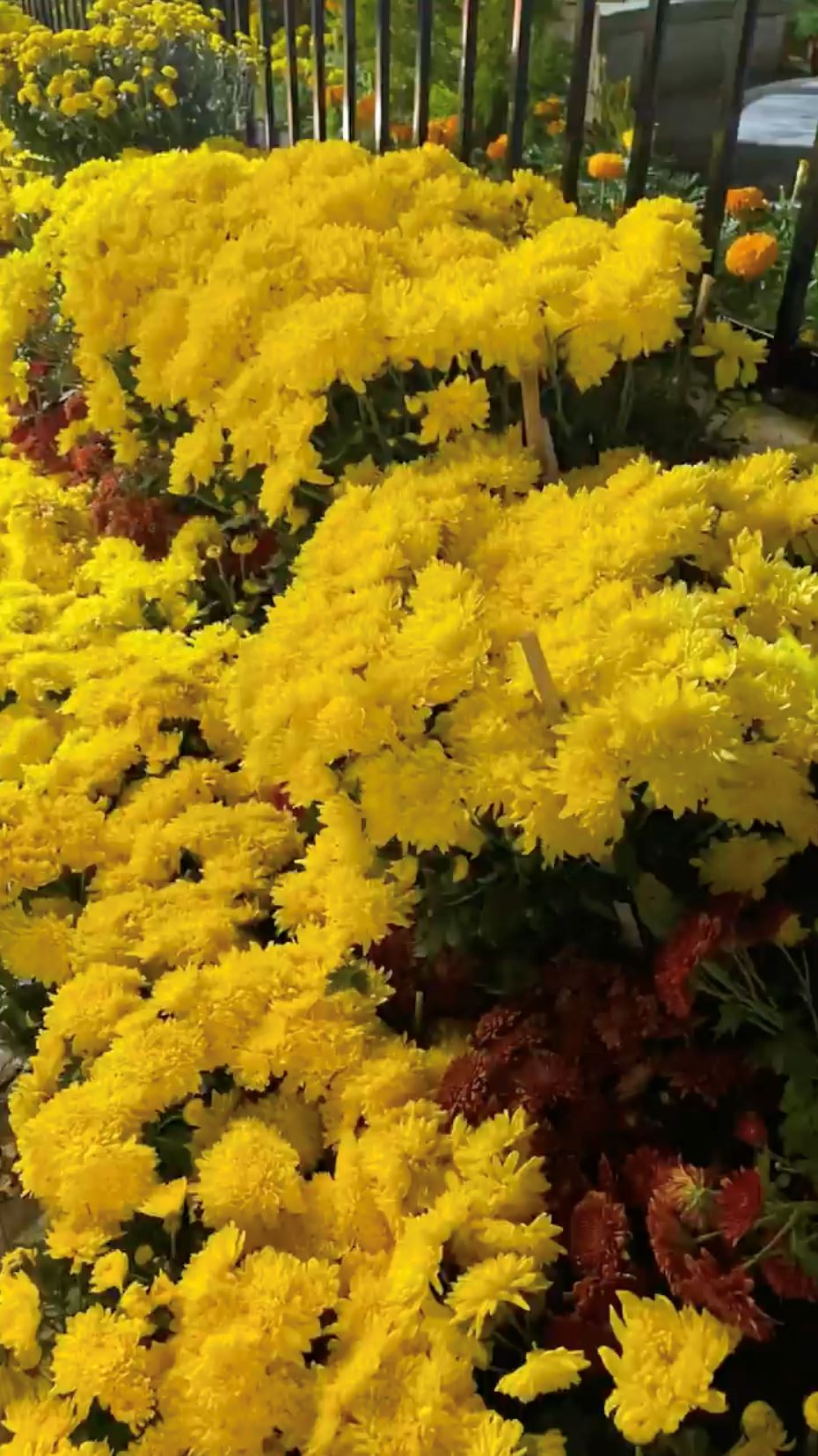 🌸带你进入花花世界❗️布城皇家花卉展829开始啦🔥共展出40万棵植物花卉🍃