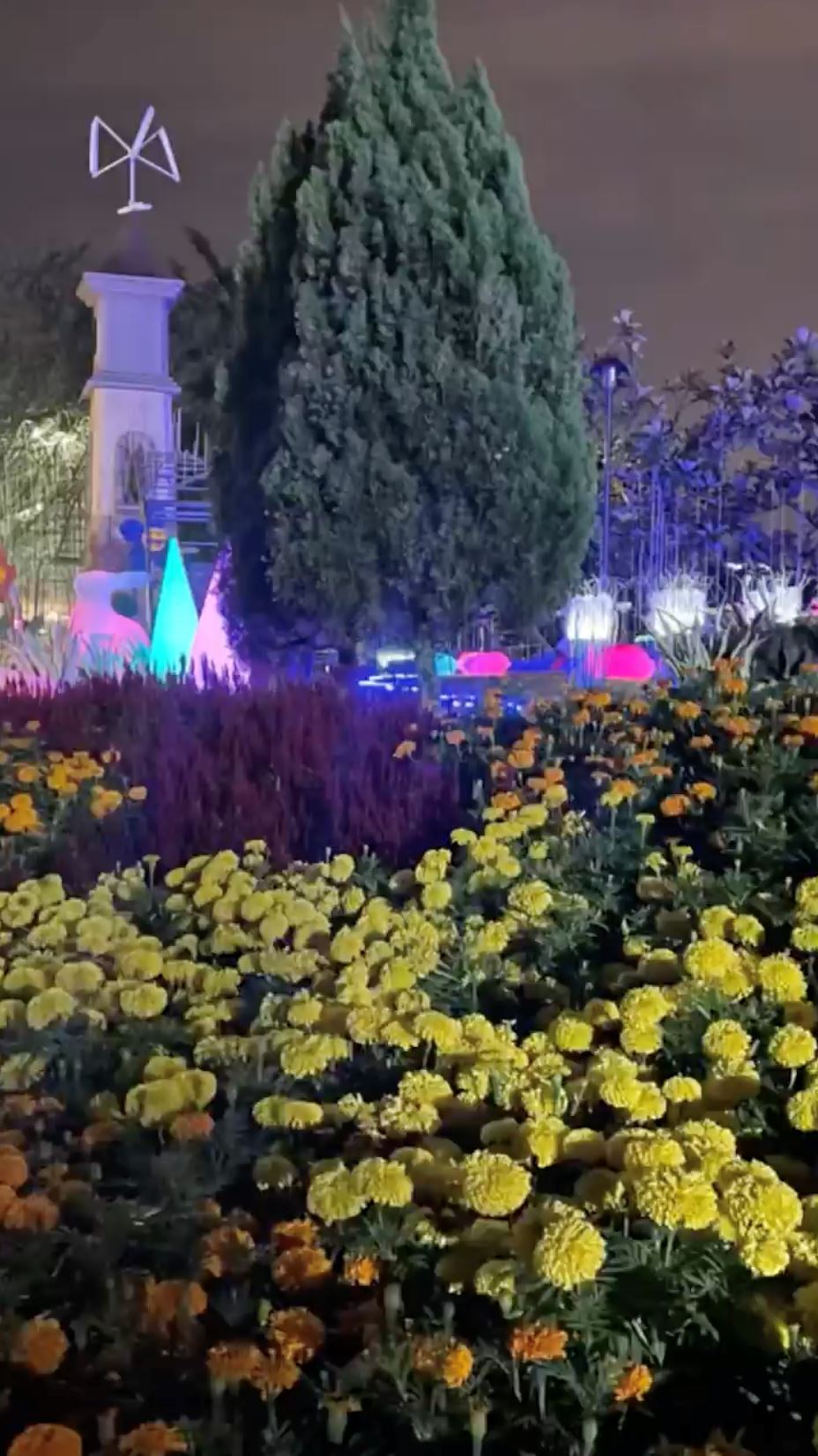 🌸带你进入花花世界❗️布城皇家花卉展829开始啦🔥共展出40万棵植物花卉🍃