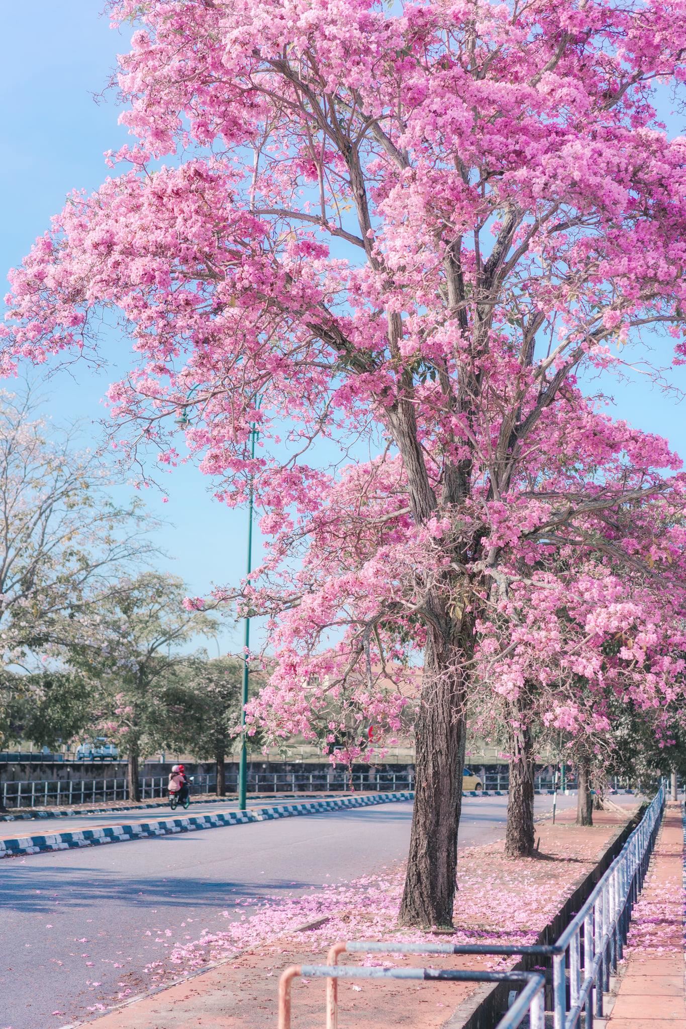 🌸马来西亚也有樱花呀❗️就像日本樱花步道