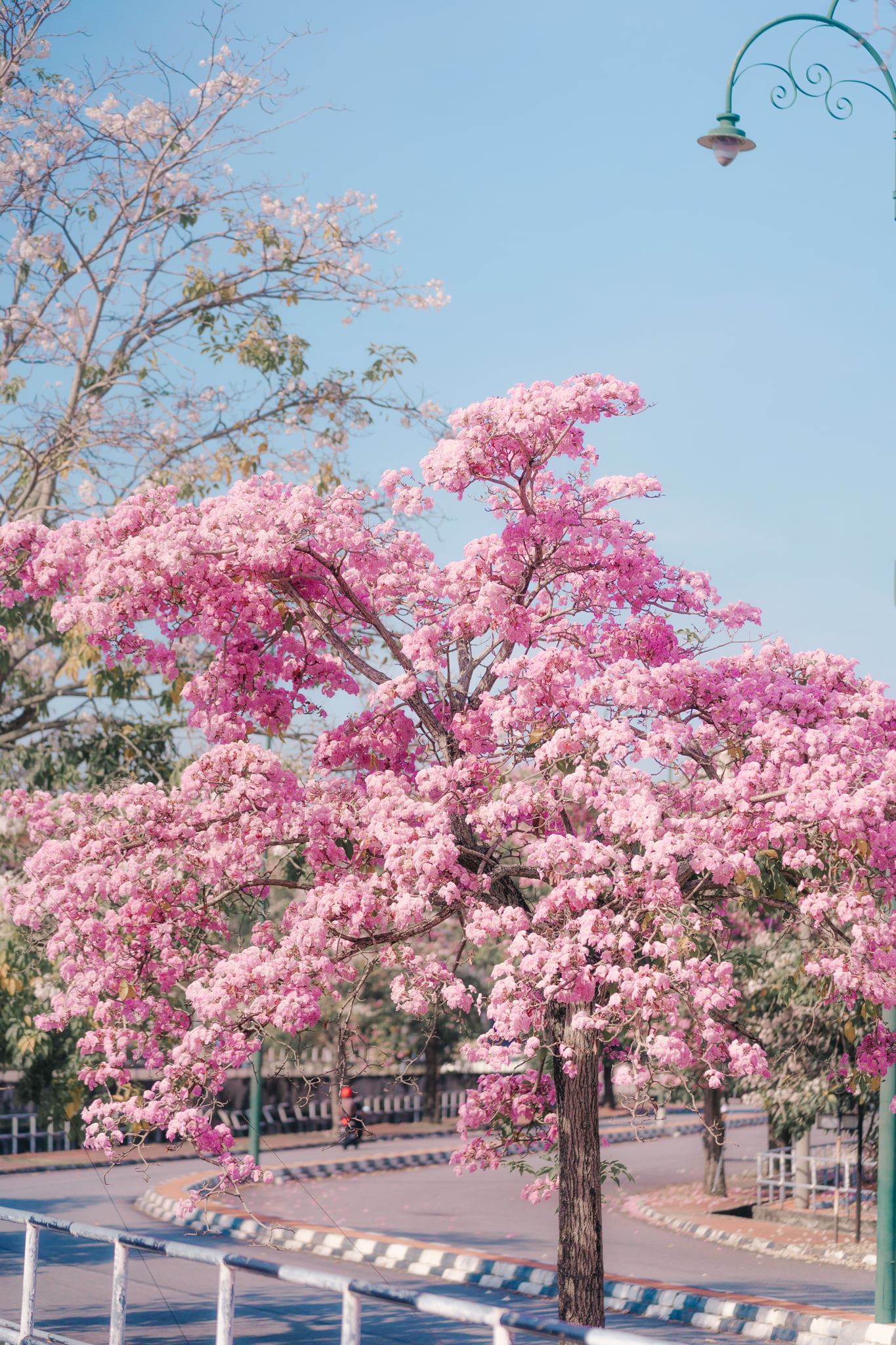 🌸马来西亚也有樱花呀❗️就像日本樱花步道