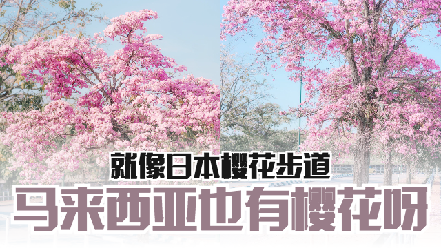 🌸马来西亚也有樱花呀❗️就像日本樱花步道
