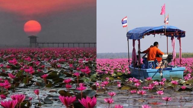 一望无际的红莲花海！泰国梦幻粉红湖！