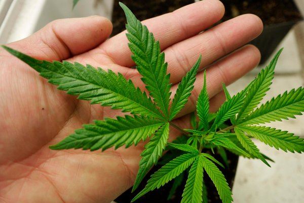焦点新闻：若手足口症病例继续升，托儿所和幼儿园将被关闭。