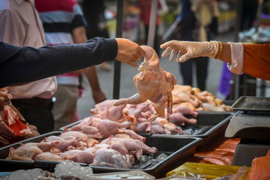 焦点新闻:下个月, 鸡肉和鸡蛋可能会再涨价!