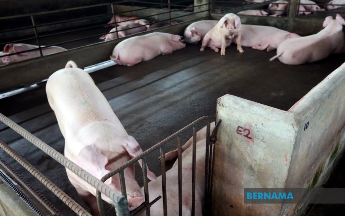 焦点新闻：环保考量优先，雪州禁养猪场