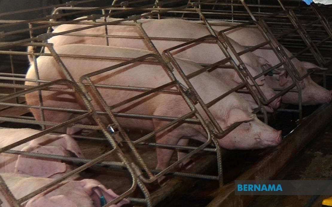 焦点新闻：雪州集中式养猪场喊停