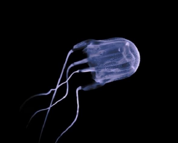 over 100 jellyfish sting cases in langkawi since 2022