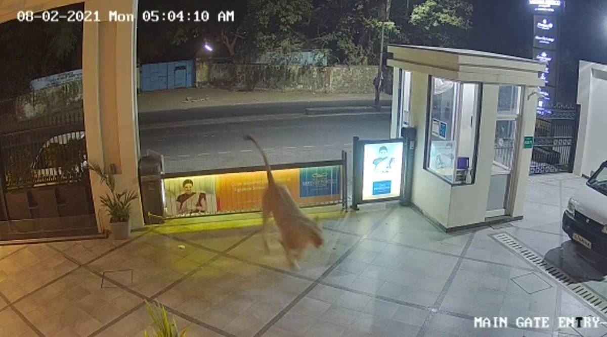 cctv captures asiatic lion entering hotel in junagadh, india.