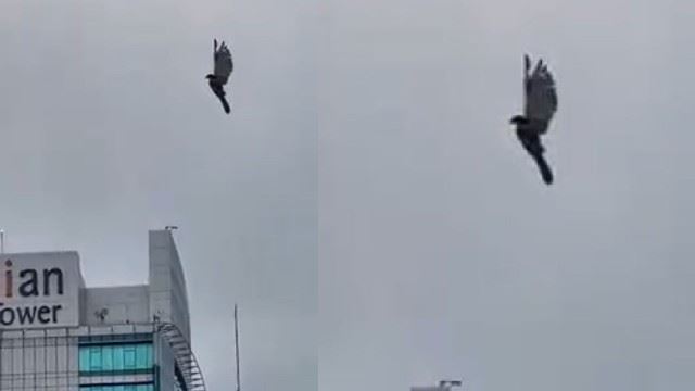 The Mystery of The ‘Floating’ Bird In Damansara!