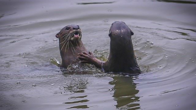 otters spotted in urban park!