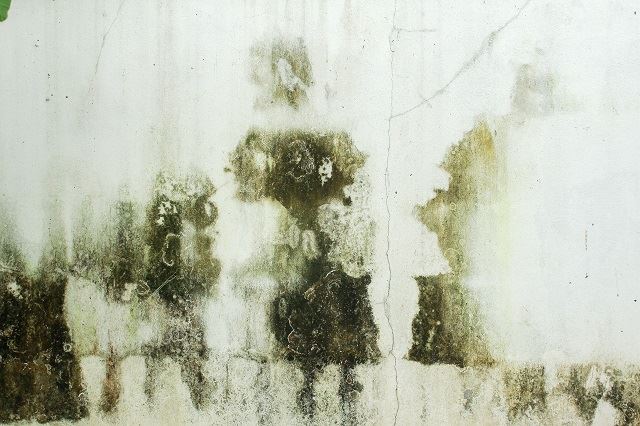 you can get a 7-year free warranty for the paint you use at home. here’s how