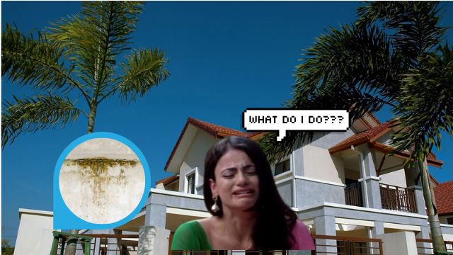 hate the mould on your walls? this is how you get rid of it