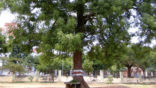 many people believe this tree is a natural remedy for health troubles
