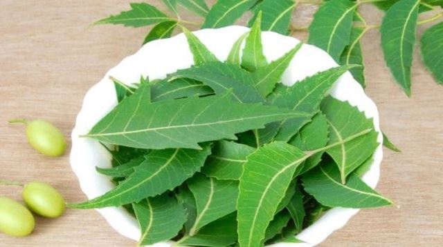 many people believe this tree is a natural remedy for health troubles