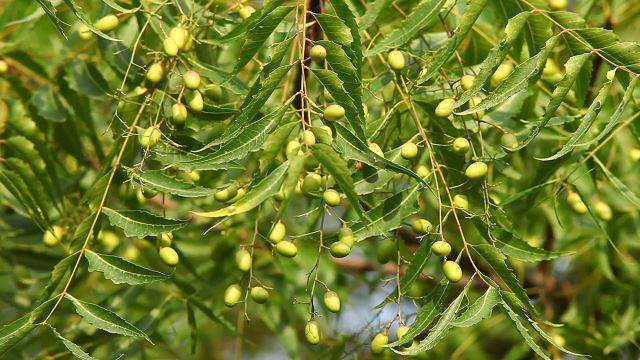 many people believe this tree is a natural remedy for health troubles